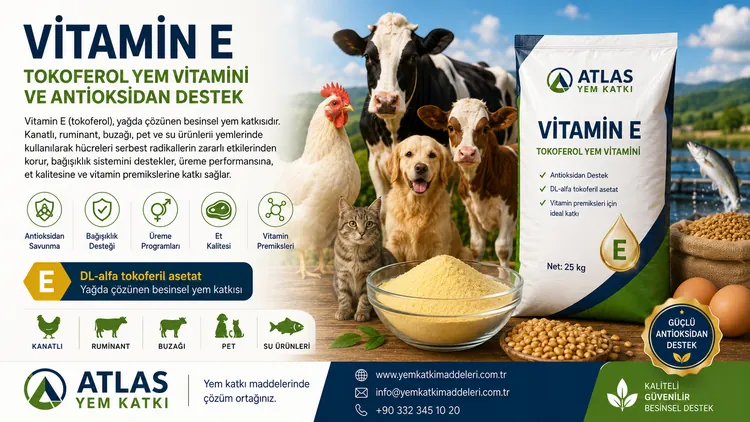 Vitamin E tokoferol yem vitamini ve antioksidan destek